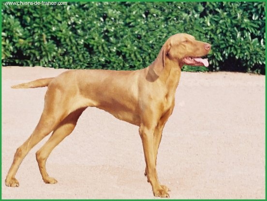 CH. Rany de la sylve de Janus