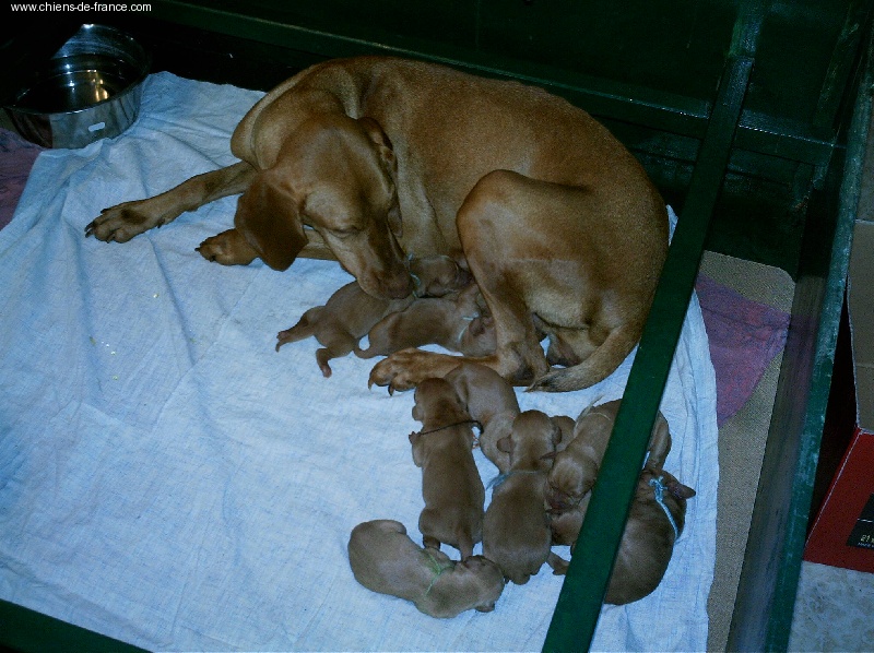 De La Plaine Des Folies - Braque hongrois à poil court (Vizsla) - Portée née le 11/11/2005
